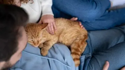 como saber se meu gato gosta de mim
