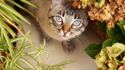 closeup-tiro-seletivo-de-um-lindo-gato-cinza-com-olhos-azuis-escondido-atras-das-plantas_181624-21117 grama para gatos