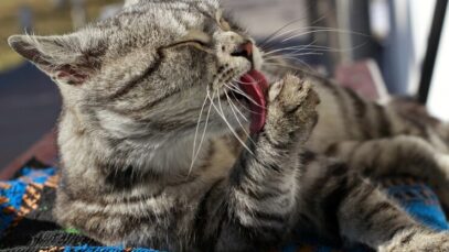 banho de gato