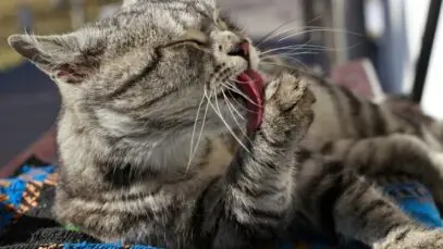 banho de gato