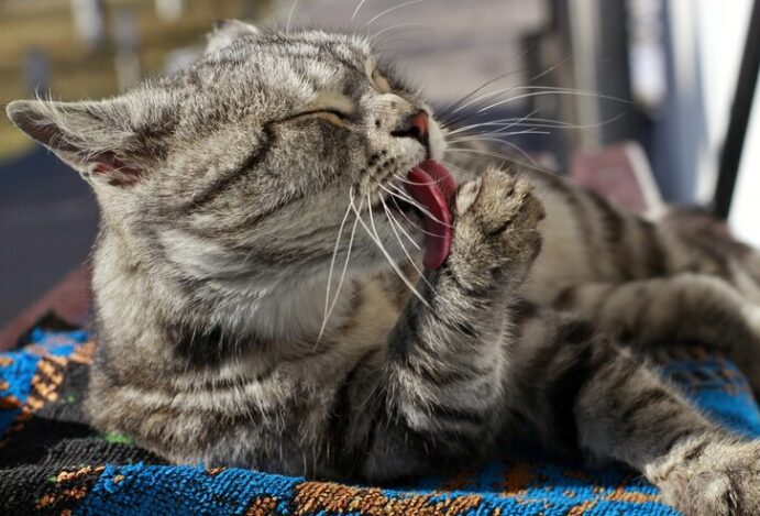 banho de gato