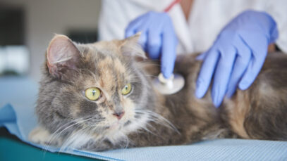 rinotraqueíte felina