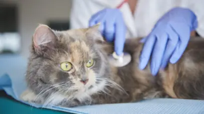 rinotraqueíte felina