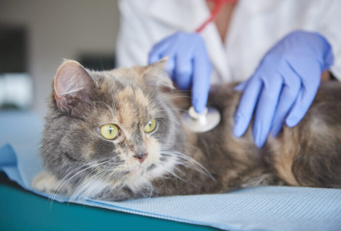 rinotraqueíte felina