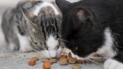 gatos-fofos-comendo-juntos-ao-ar-livre gato vomitando ração