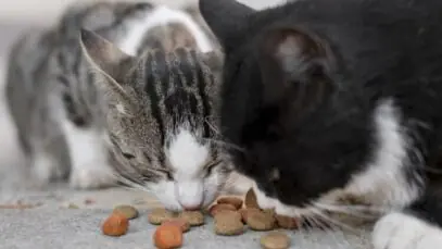 gato vomitando ração