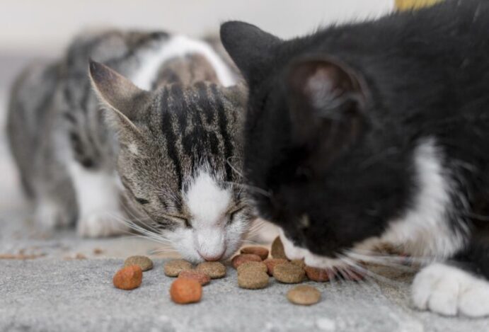 gato vomitando ração