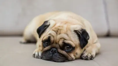 estrabismo em cachorros