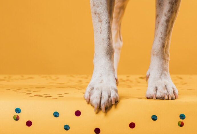 Meias e sapatos para cachorros