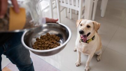 proprietario-servindo-comida-em-uma-tigela-para-seu-cachorro-de-estimacao_23-2149392632 hábitos alimentares dos pets