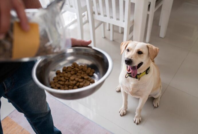 hábitos alimentares dos pets
