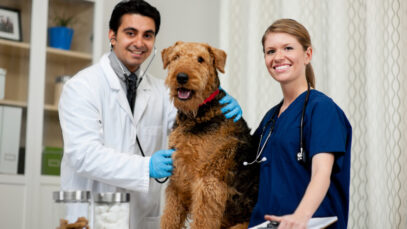 veterinários no Brasil