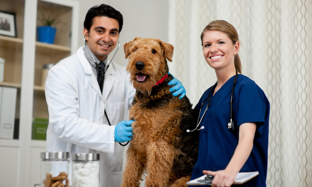 veterinários no Brasil