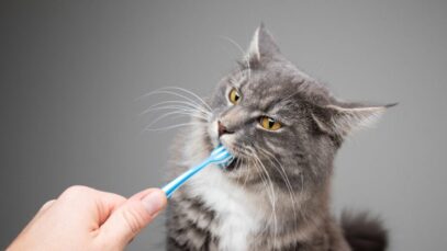 gato com mau hálito gato com mau hálito