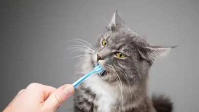 gato com mau hálito