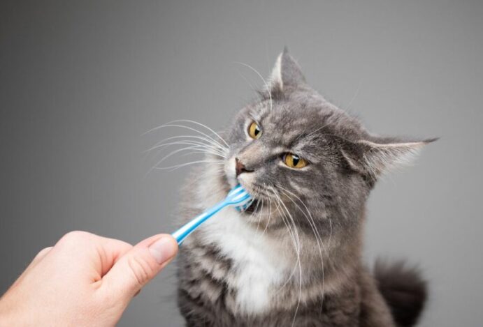 gato com mau hálito