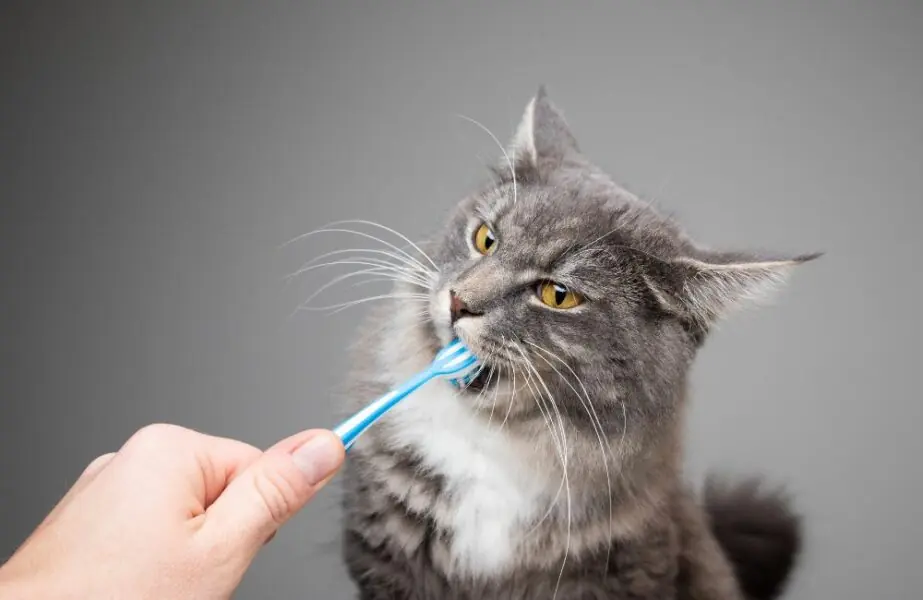 gato com mau hálito