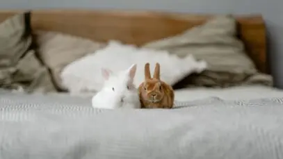 cuidar de coelhos