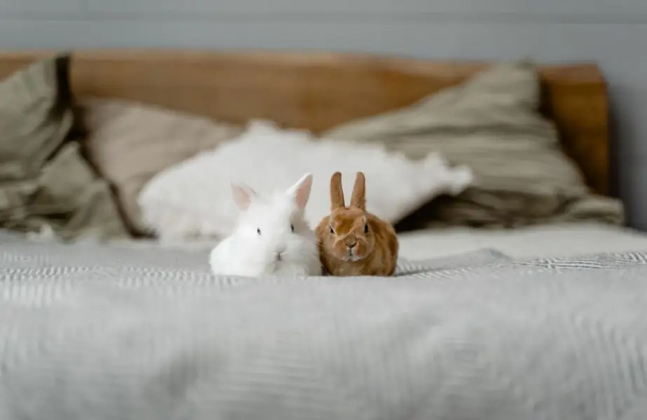 cuidar de coelhos