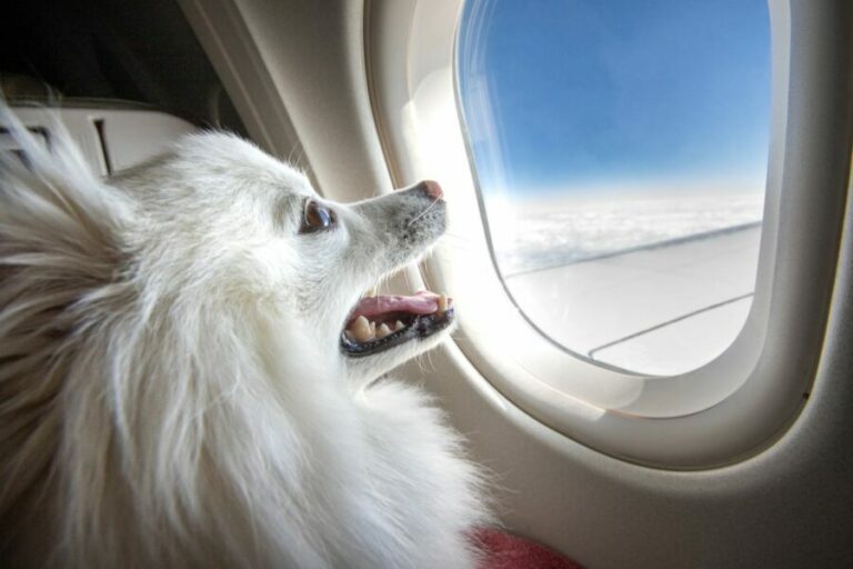 Transporte aéreo de pets é mercado em alta
