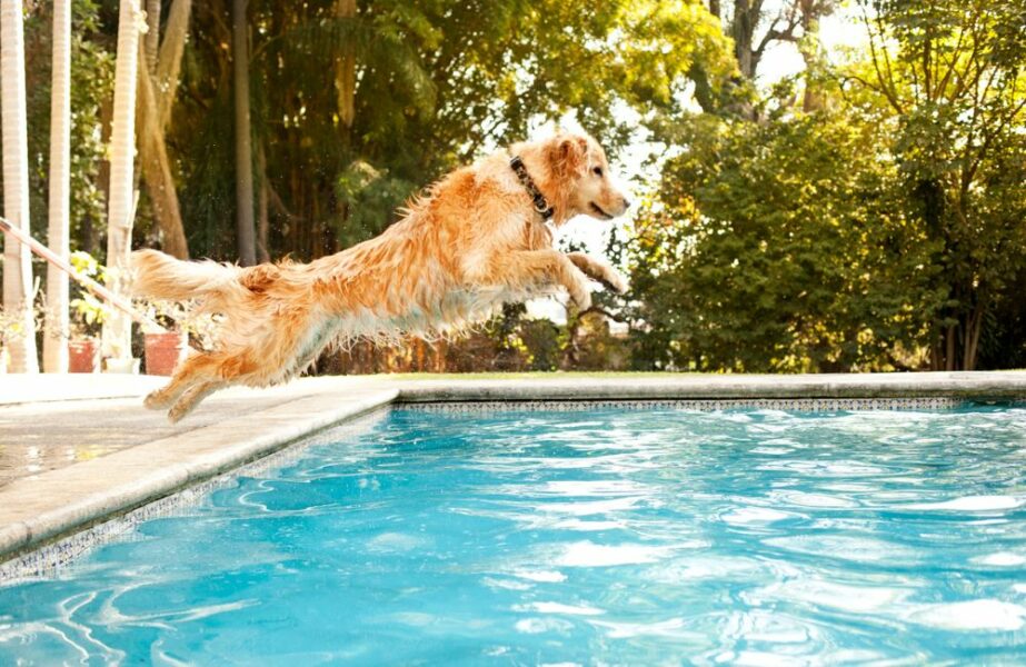 cachorro sabe nadar