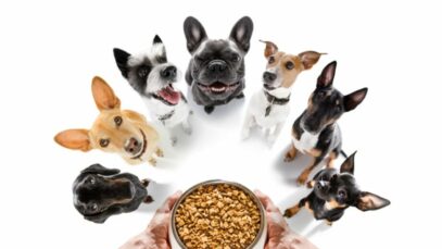ração para cachorros ração para cachorros