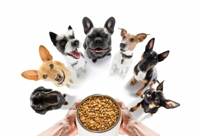 ração para cachorros