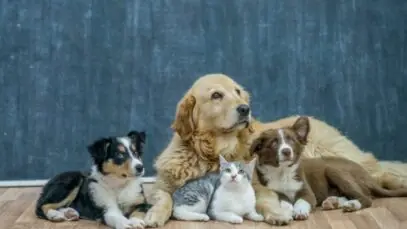 mercado pet