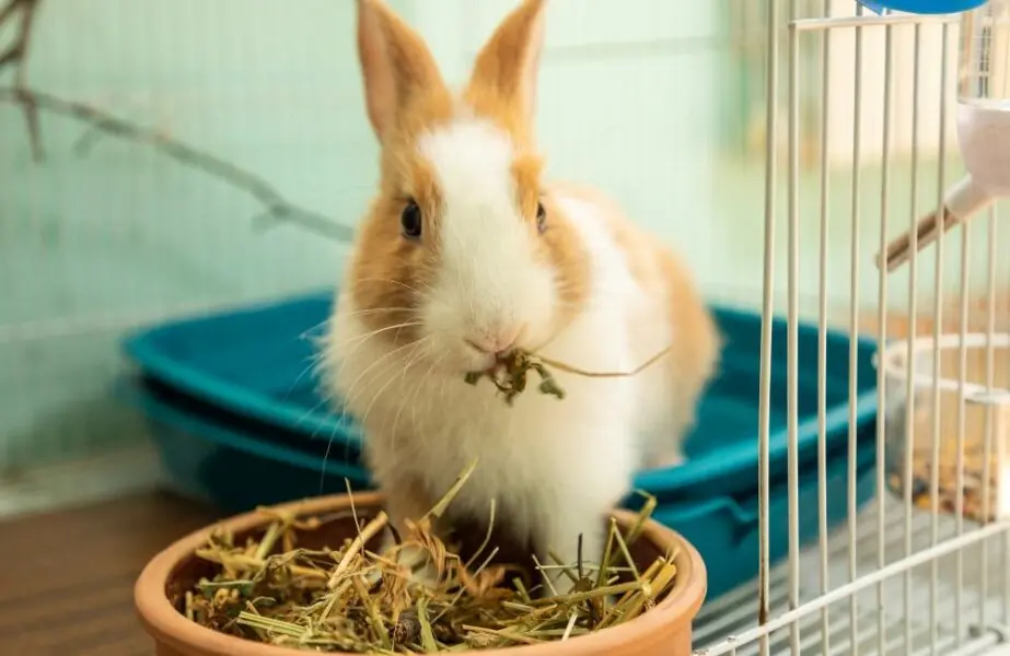 feno para coelhos feno para coelhos