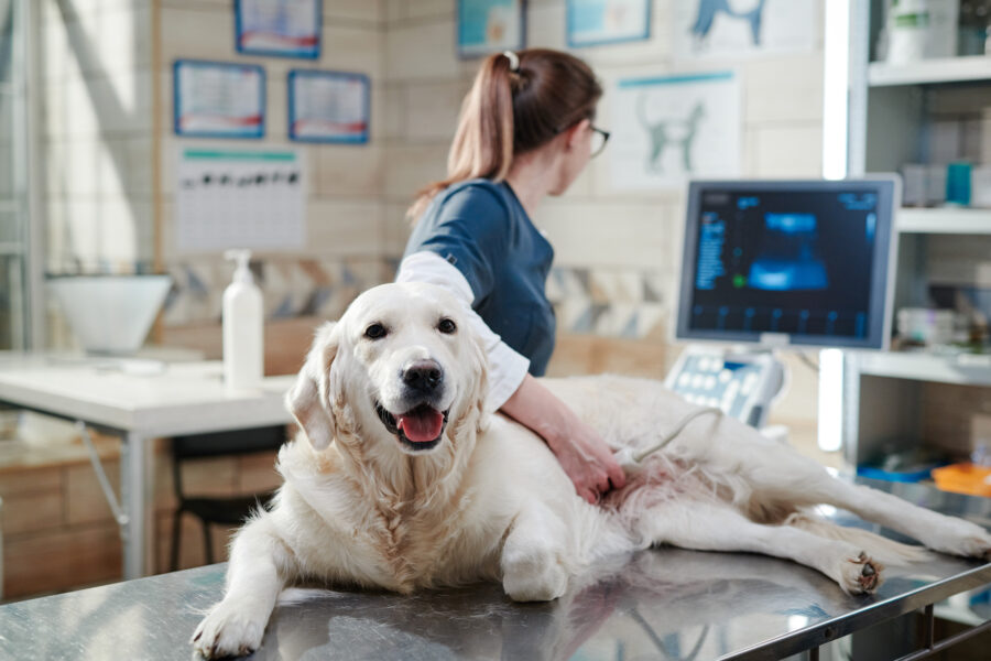 IA para veterinários