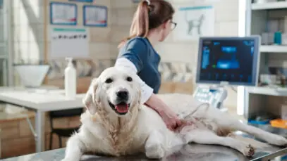 Inteligência artificial para veterinários