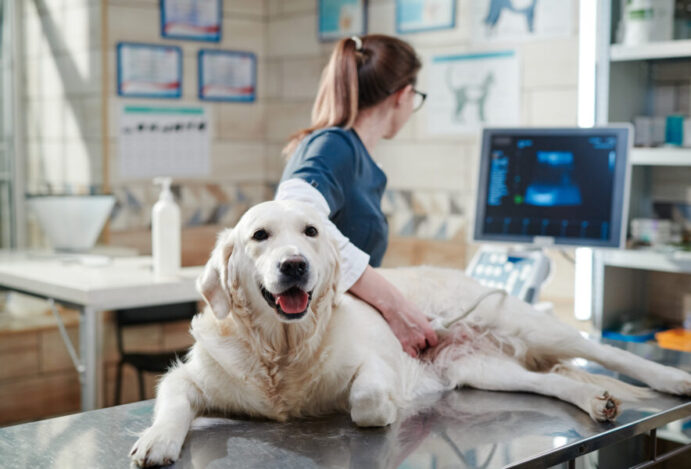 Inteligência artificial para veterinários