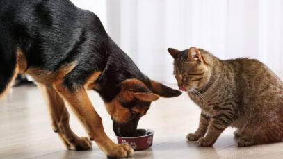 Manual Pet Food Brasil