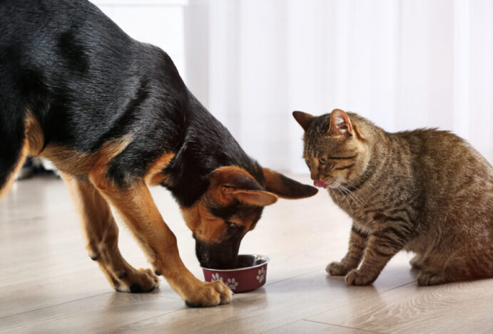 Manual Pet Food Brasil
