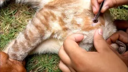 Berne em gato laranja