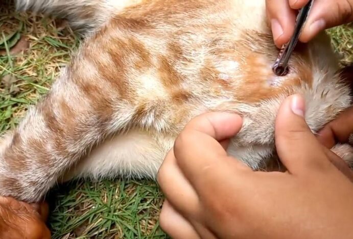Berne em gato laranja
