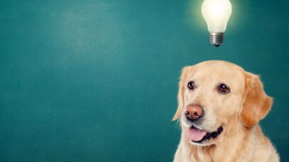 startups pet