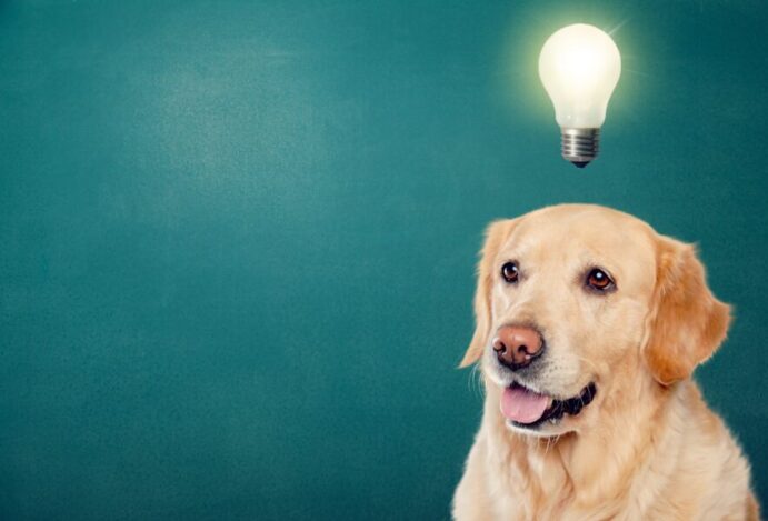 startups pet