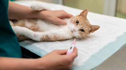 close-no-veterinario-cuidando-do-gato_23-2149100167 PIF