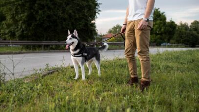 feche-a-mao-segurando-a-coleira-de-husky_23-2149013726 spirulina
