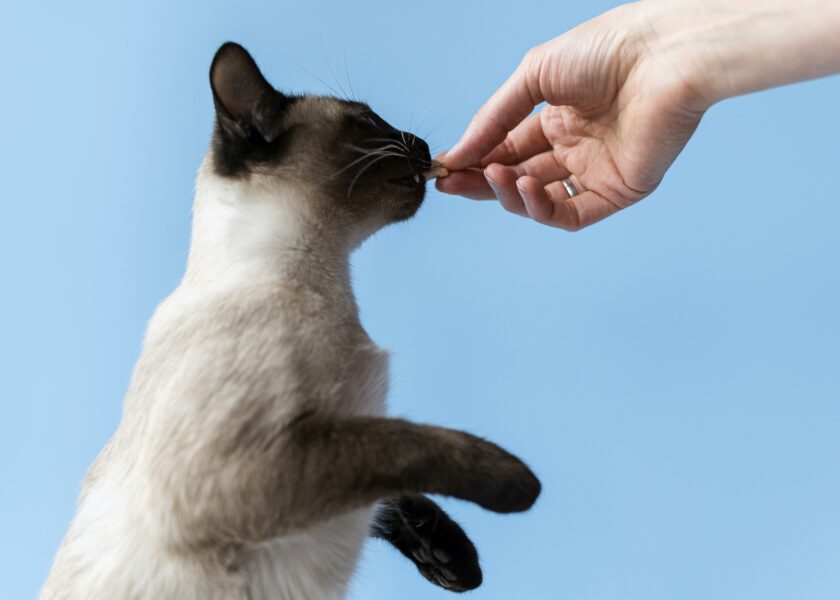 anticoncepcional para gatos