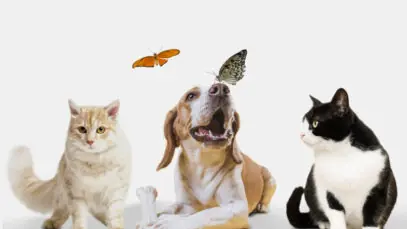 dieta balanceada para cães e gatos