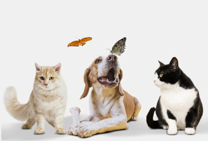 dieta balanceada para cães e gatos