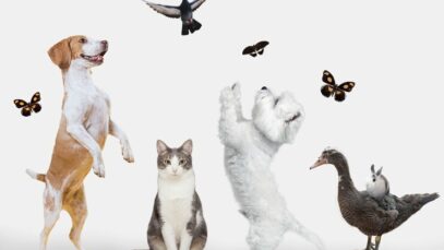 grupo-de-animais-fofos-em-fundo-branco_23-2150038562 animais domésticos