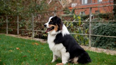 lindo-cachorro-border-collie-se-divertindo-ao-ar-livre_23-2149304004 prednisolona para cachorro