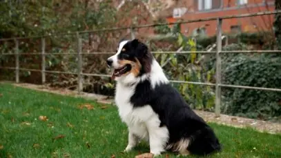 prednisolona para cachorro