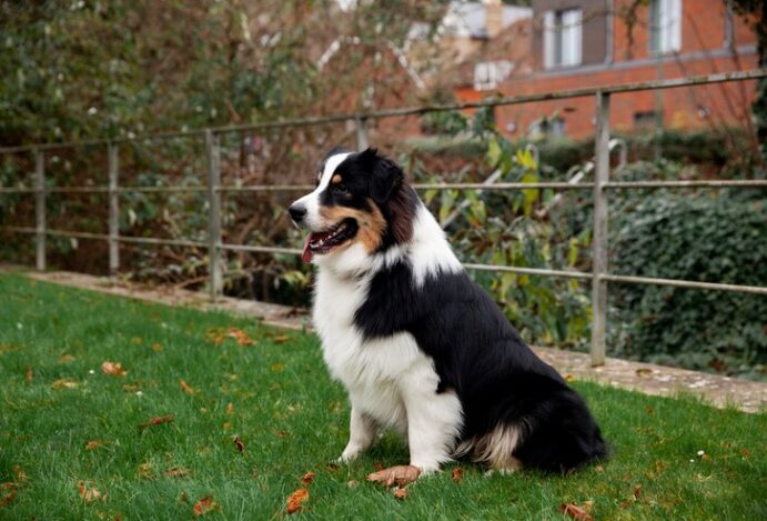 prednisolona para cachorro