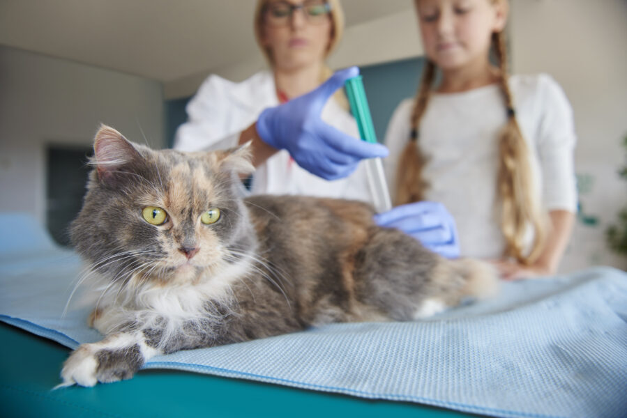 vacinação de gatos