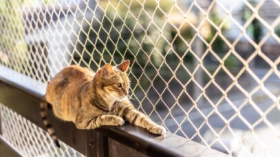 gato em apartamento