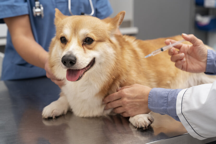 vacinação de cães